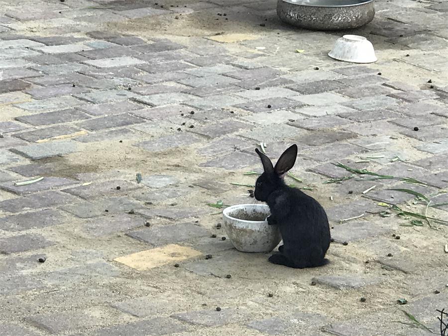 天鵝湖風(fēng)景區(qū)（泰山）速覽！(圖7)